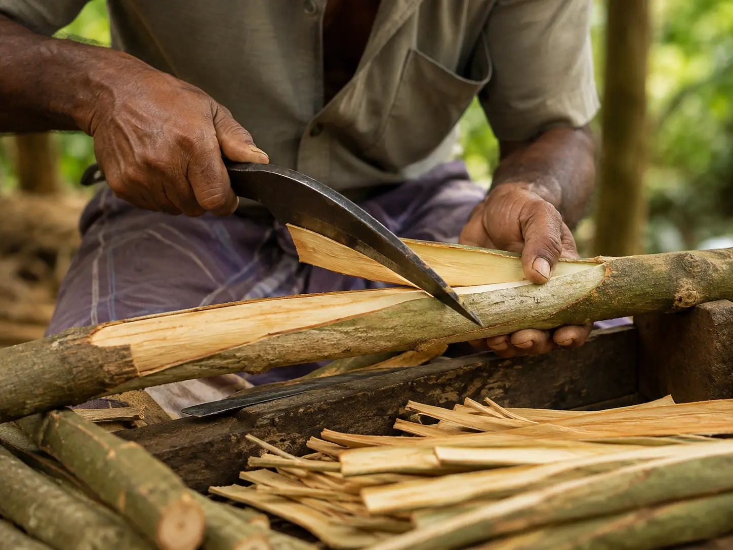 A peeler lifting cinnamon bark with a curved knife