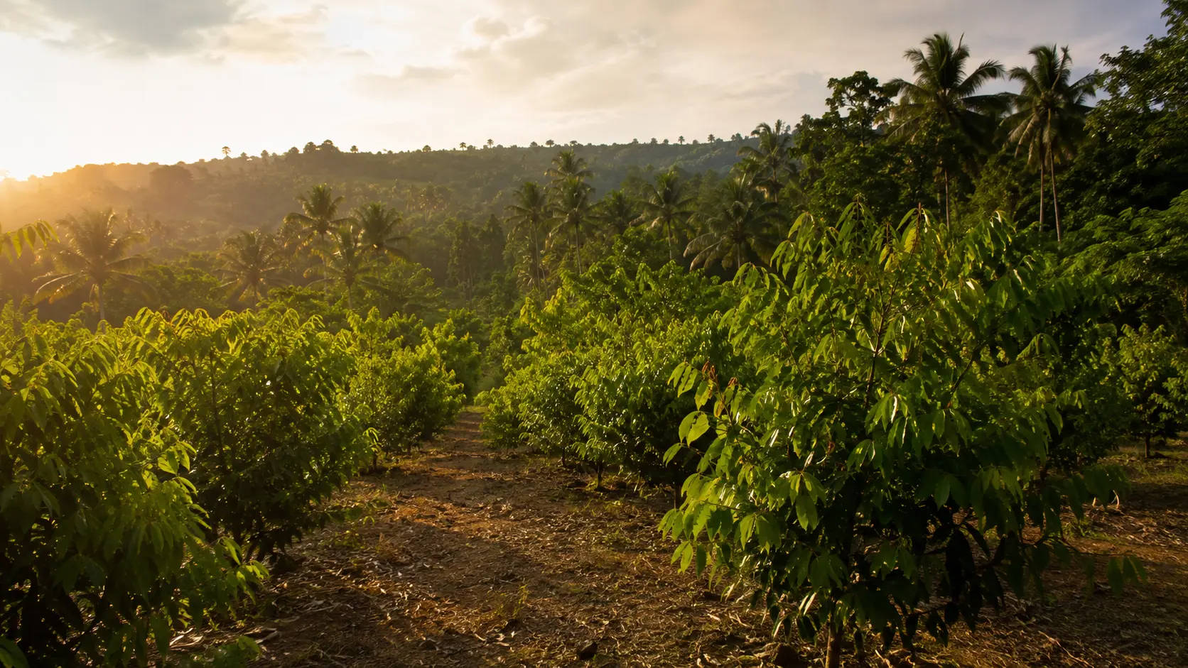 A coastal cinnamon plantation in low sun